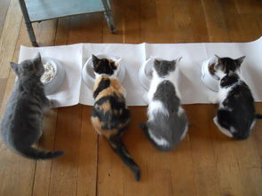 猫咪尿不湿品牌选择指南