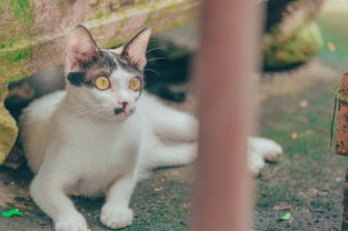 盘点那些让猫咪爱上的猫爪手链，看看你家的是不是榜上有名？