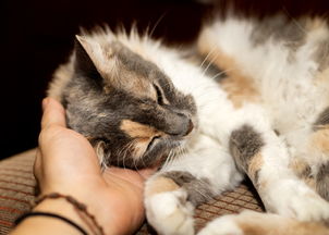 盘点那些让猫咪爱上的猫爪手链，看看你家的是不是榜上有名？