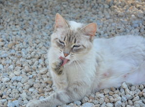 盘点那些让猫咪爱上的猫爪手链，看看你家的是不是榜上有名？