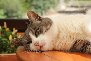 盘点那些让猫咪爱上的猫爪手链，看看你家的是不是榜上有名？