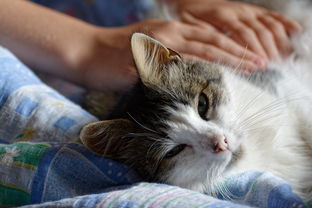 玩逗猫游戏机品牌排行，哪个品牌最受猫奴喜爱？