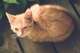 玩逗猫游戏机品牌排行，哪个品牌最受猫奴喜爱？