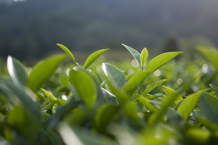 苏州龙井茶叶品牌加盟，开启您的绿色财富之旅
