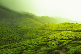 浙江普洱茶叶品牌代理，走进茶叶的香醇世界