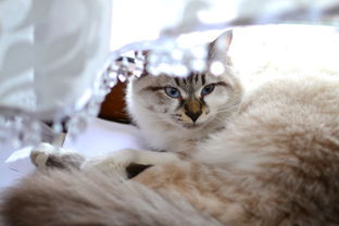 揭秘适口性好的猫漱口水品牌，让你的猫咪远离口腔问题！