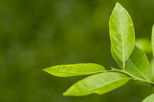 湖北绿色茶叶品牌，传承千年的茶香传奇