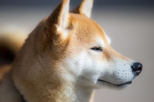 喂幼犬奶嘴推荐品牌大解析