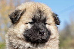喂幼犬奶嘴推荐品牌大解析