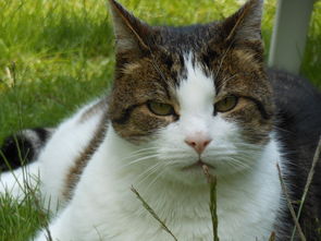 推荐的猫砂铲子品牌有哪些？养猫族的福音来了！
