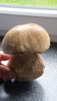 不高级但很贵的坚果品牌，品质与价值之间的平衡