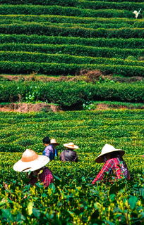 长乐茶叶品牌加盟生产，打造茶叶帝国的黄金之路