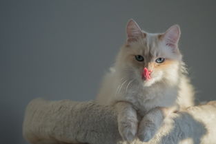 孙俪代言猫咪漱口水品牌，宠物护理新风尚！