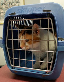 养猫人扫地机推荐品牌