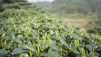 湛江毛尖茶叶品牌代理，探索与机遇