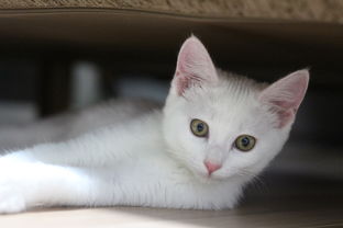 猫咪尿不湿品牌排行榜大揭秘！