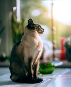 小猫品牌水杯，萌态可掬，陪你度过美好时光