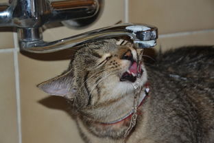 揭秘猫猫水龙头品牌排行，谁才是你的家居好伙伴？