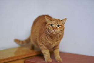 四川天然猫零食品牌店—猫咪的美味乐园