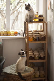 陈伟霆代言猫零食品牌 引领新潮流，宠爱每只猫咪