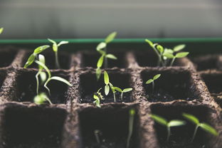 品牌茶叶的经营范围详解，从种植到销售的全方位解析