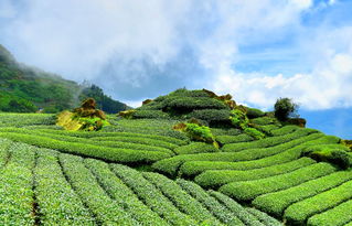 茶叶有绿色，哪个品牌更出众？